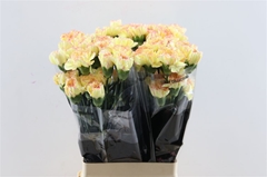 Di St Yellow Viana 70cm 23