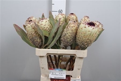 Protea Barbigera Ice Quee 60cm