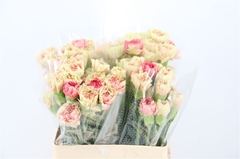 Di St Lady Pera 60cm 23