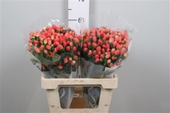 Hyp Mag Roy Princess 60cm