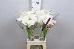 Zant White Art 70cm