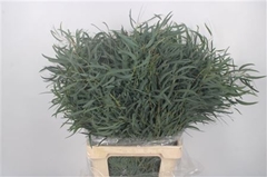 Euc Nicholii P Bs 70cm 300gram