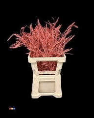 Grevillea Ivanhoe Coral