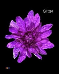 Chr T Baltica Violet + Glit Bio