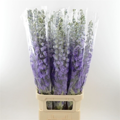 Delph El Dev Pur Hrt 120cm 23