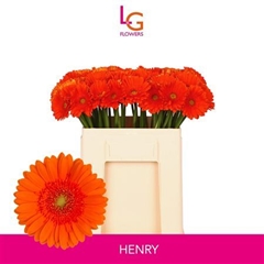 Germini Henry 50cm 8cm Ø