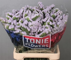 Lim S Tessa Lavender 70 - 60