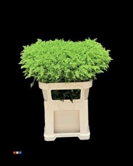 Solidago Green 80cm