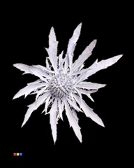Eryngium Light Milka