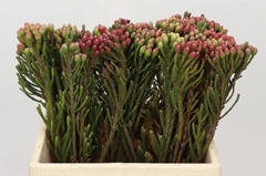 Brunia Laevis 40cm