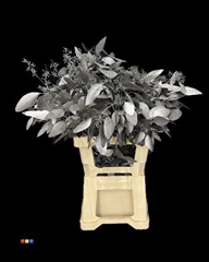 Populus Metallic Black