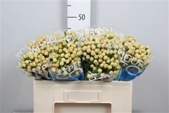 Hyp Coco Gelato 50cm
