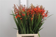 Crocos Red King 75cm