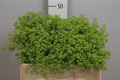 Alchem M Robustica 50cm