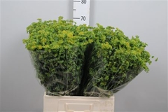 Bupleurum Rotundifol 70cm