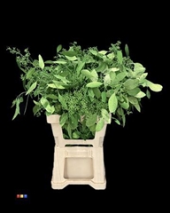 Populus Metallic Green