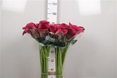 Zant Capt Promise 90cm