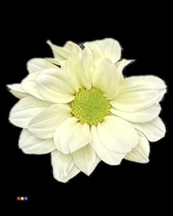 Chr T Kennedy Pastel Yellow
