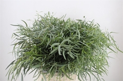 Eucalyptus Nicholii 45cm 150gram