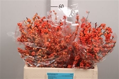 Ilex Winter Gold 60cm