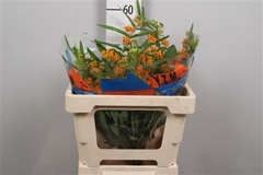 Ascl Tuberosa 45cm 33