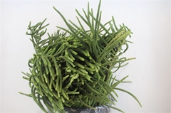 Araucaria Araucana 70Ø 500cm