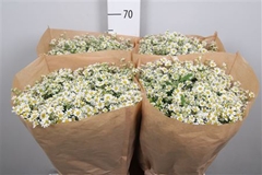 Tana Pa Single Vegmo 65cm 23