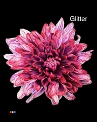 Chr T 2 Kl Baltica Passion + Glit Bio