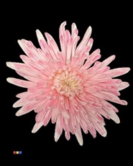 Chr G Topspin Dusty Pastel Pink
