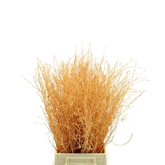 Betula Ov Klb 21% 60cm