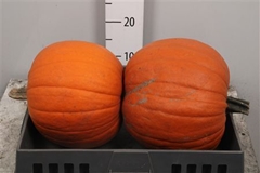 Cuc Maxima Halloween