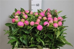 Paeonia Mon Jules El 55cm 23 Cl