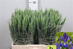 Iris Blue Magic 60cm 28gram