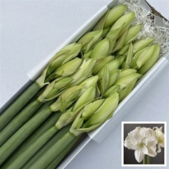 Hipp Dg Wimbledon 60cm 4+