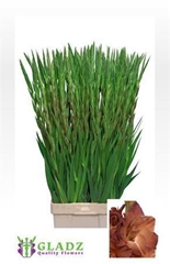 Glad Gr Indian Summe 110cm 180gram