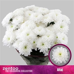 Chr T Altaj 70cm 110gram