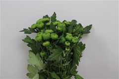 Chr T Deligreen 70cm 85gram