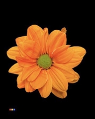 Chr T Chic Orange