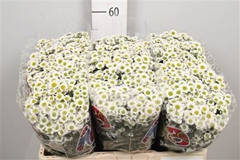 Chr San Mad L White 55cm 100g
