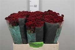Chr San Aaa Purp Red 55cm 100g