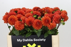Dahl Ball Orange Fox 50cm