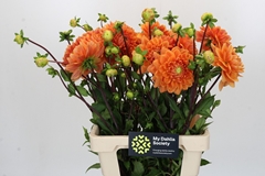 Dahl Dec Renat Tosio 55cm