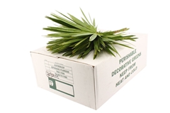 Sabal Palmetto Bunch 45cm