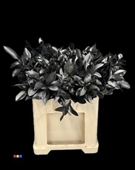 Ruscus Metallic Black