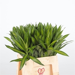 Decogroen Ov Bs 45cm