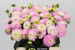 Dahl Ball Wizz Of Oz 40cm