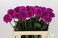 Dahl Purple Fox 60cm