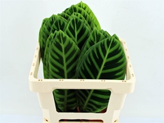 Calathea Lancifolia 55cm