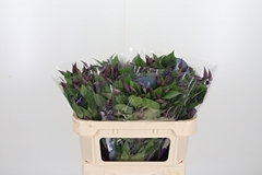 Clem Di Bl Pirouette 70cm 4