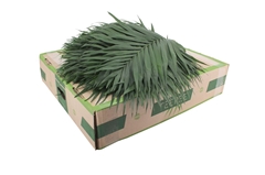 Chamaed Chicoblad Bs